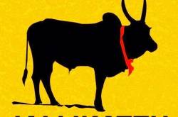 Before opposing jallikattu, Why you should know about the Vechur and Khariar species…