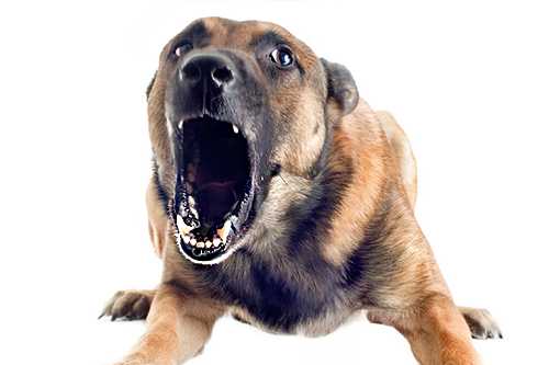 Behavioral Change & Canine Health Concern