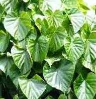 Benefits Of Giloy: Swine Flu And Dengue