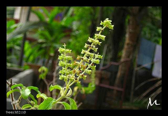 Benefits Of Tulasi (Holy Basil)