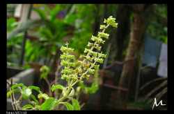 Benefits of Tulasi (Holy Basil)