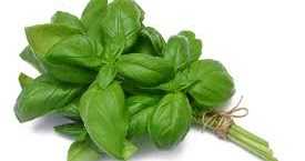 Benefits Of Basil Leaves In Rainy Season