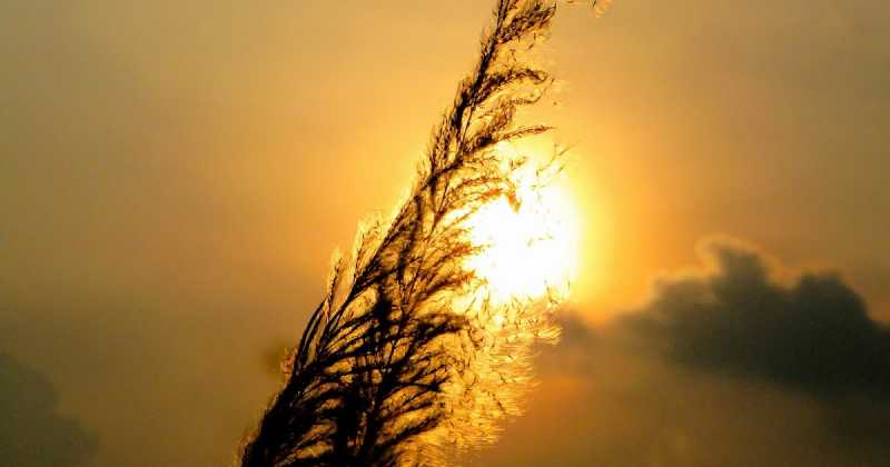 Bengali’s Best Staycation, Durga Puja || Introduction ||