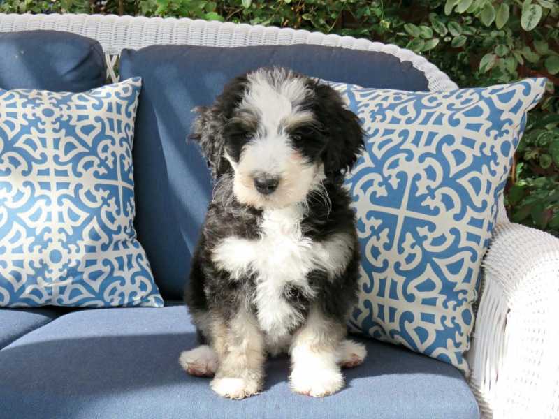 Bernedoodle Dogs - 9 Facts About Big Gentle Bernese Mountain Dog Poodle Mix
