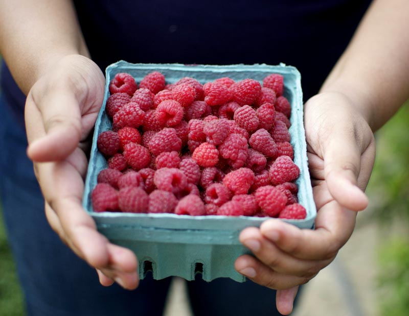 Berries, Berries Everywhere