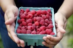 Berries, berries everywhere