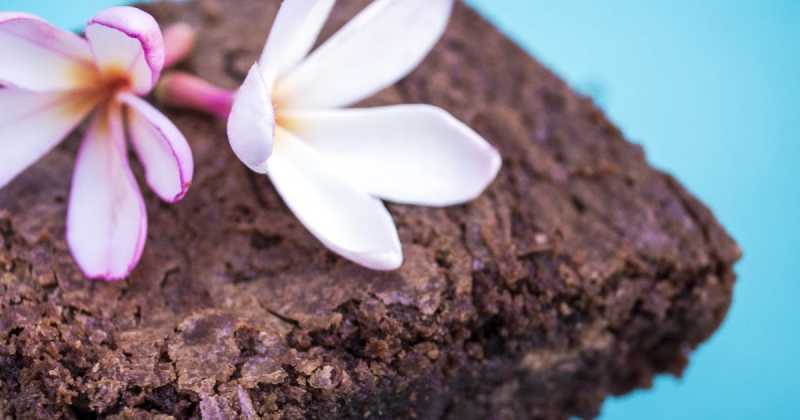 Best Chocolate Brownies I Have Ever Had