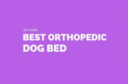 Best Orthopedic Dog Bed: 2017 Most Valuable Guide