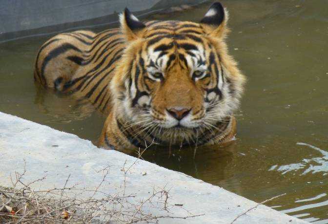 Best Zones To Spot Tigers In Ranthambore National Park | Hoteldekho Blog