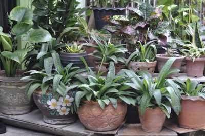 Best And Better Tips For Your Potted Plants To Enjoy Summer (Green Living) - A Web Blog About Product Review, Blogging Tips, IT Technology Internet Tech Reviews