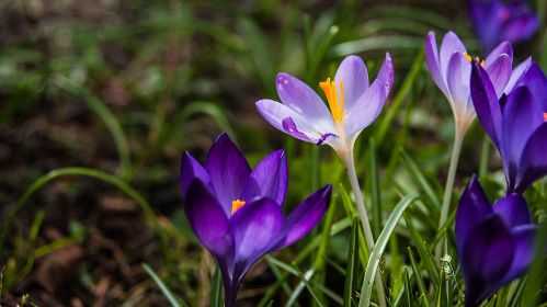 Best Time To Grow Crocuses
