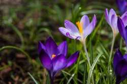 Best time to grow crocuses