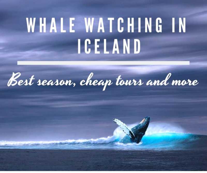 Best Whale Watching In Iceland - Season, Cheap Tours, Everything You Need To Know!