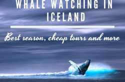 Best whale watching in Iceland - Season, cheap tours, everything you need to know!