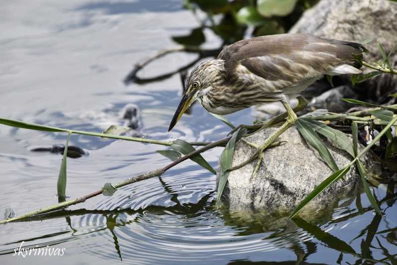 Bhagula Bhagat … The Silent Killer .