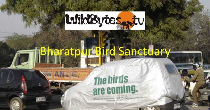 Bharatpur Bird Sanctuary