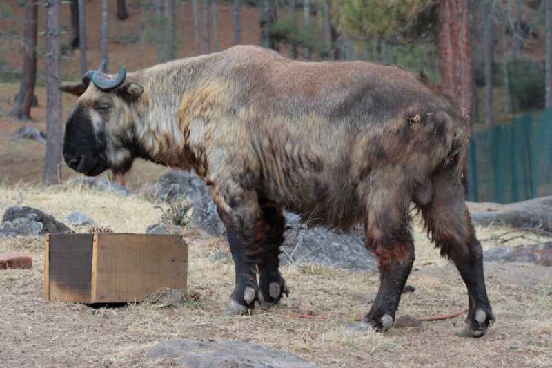 Bhutan Trip. Part 3: Thimpu