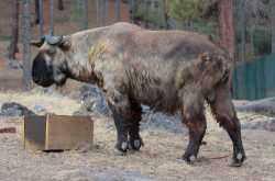 Bhutan Trip. Part 3: Thimpu