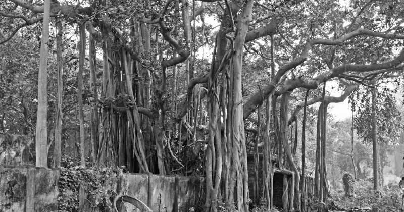 Big Banyans In India