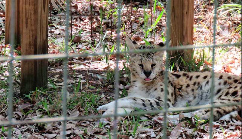 Big Cat Rescue, Tampa: The Fascinating World Of Felines