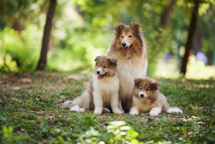 Big Fluffy Dogs - 11 Most Adorable & Huggable Canine Breeds