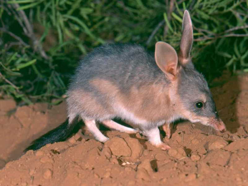 Bilby - Amazing Facts
