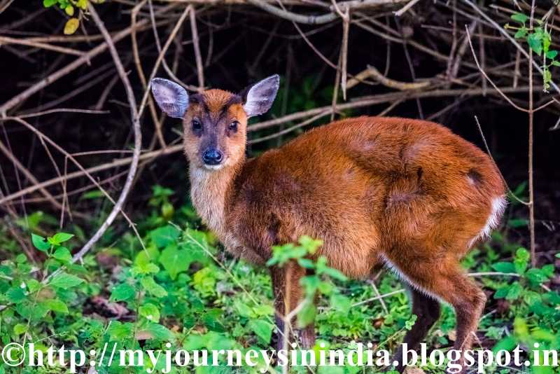 Biligiriranga Hills And KGudi Wilderness Camp