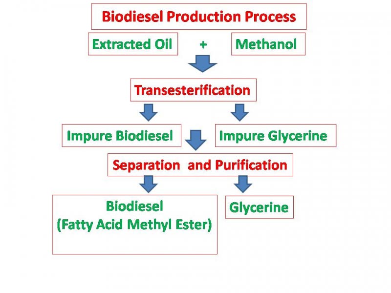 Biodiesel Production Process And Biodiesel Fuel Sources - Biofuel Up To Date