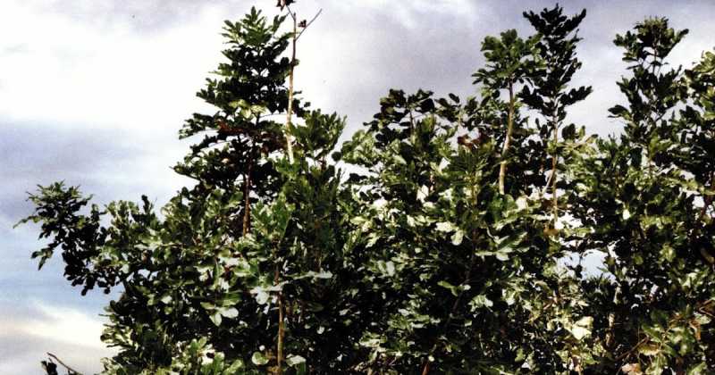 Biodiversity In Eco Park