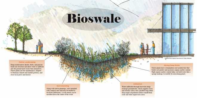 Bioswale - Design, Applications And Advantages