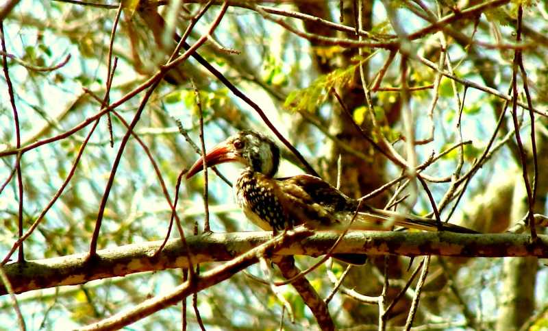 Bird, Birder, Birding...