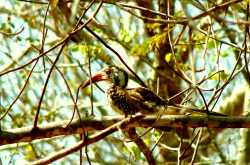 Bird, Birder, Birding...