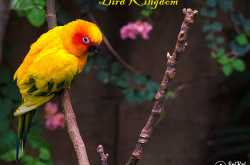 Bird Kingdom @ Niagara Falls - Canada