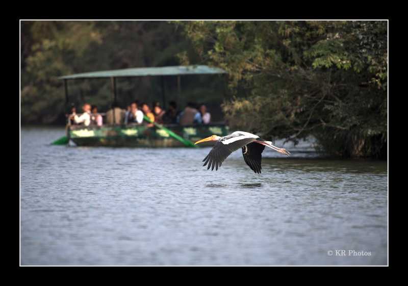 Bird Watching At Ranganathittu