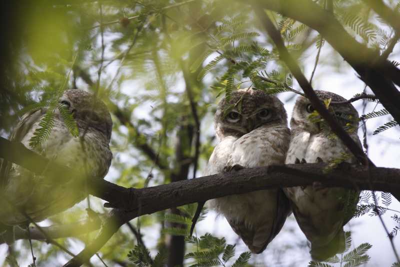 Bird Photography With The Canon EF 400mm F/4 DO IS USM