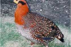 Bird tales from Lengteng