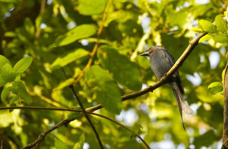 Birding At Karnala Bird Sanctuary With BNHS On Dr Salim Ali