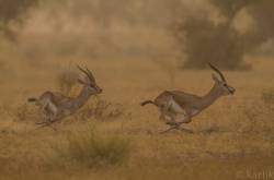 Birding in Bikaner [2016]