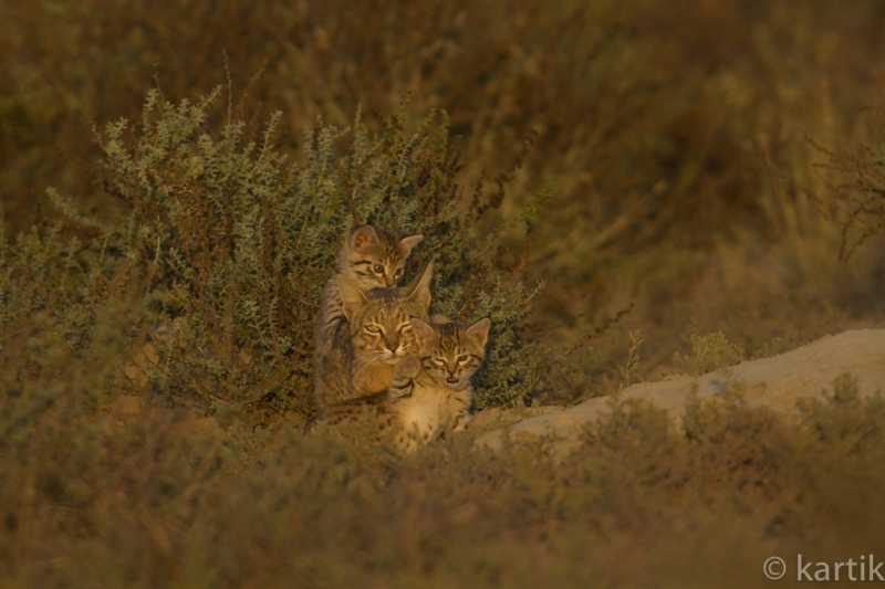 Birding In Kutch - GRK