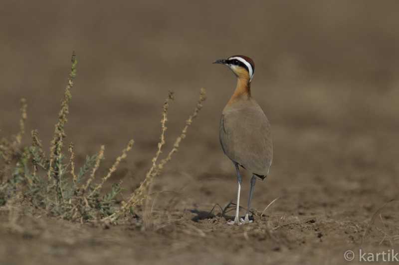 Birding In Kutch - LRK