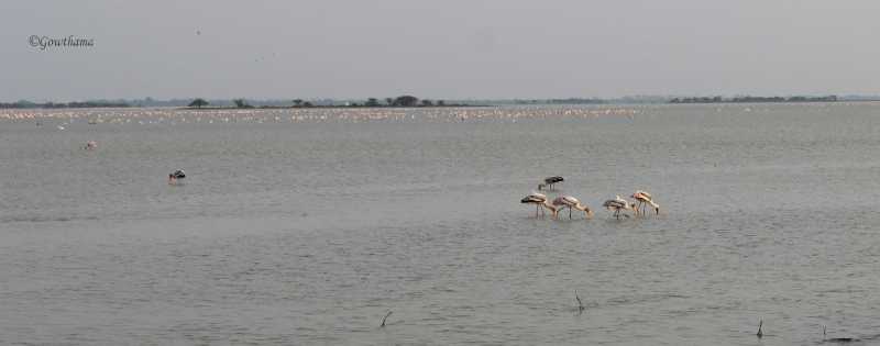 Birding Time At Pulicat