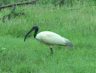 Birds At Keoladeo National Park