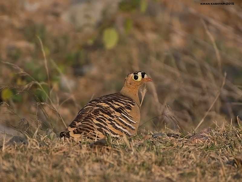 Birds And Bears Of Daroji.