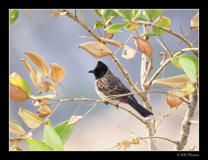 Birds In Aurangabad
