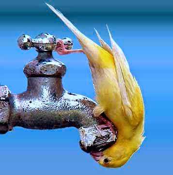 Birds Needs You This Summer