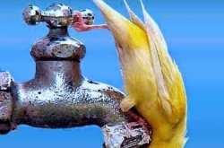 Birds needs you this Summer