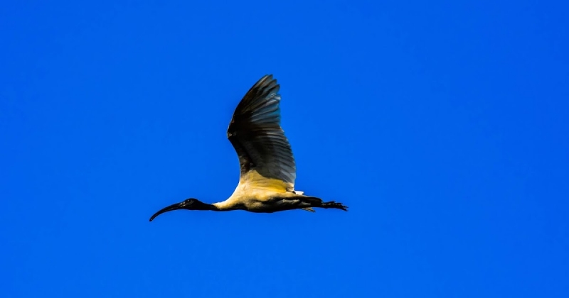 Black Headed Ibis
