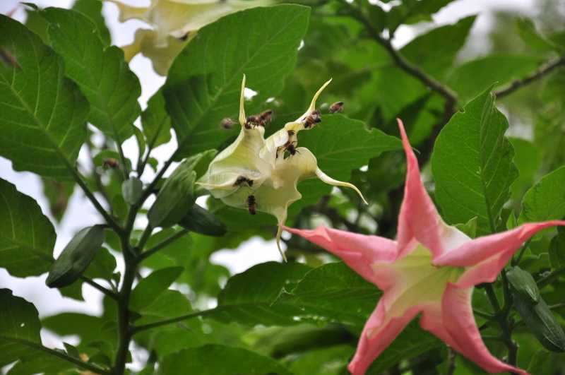 Black Pepper Noodles With Stir Fried Vegetables