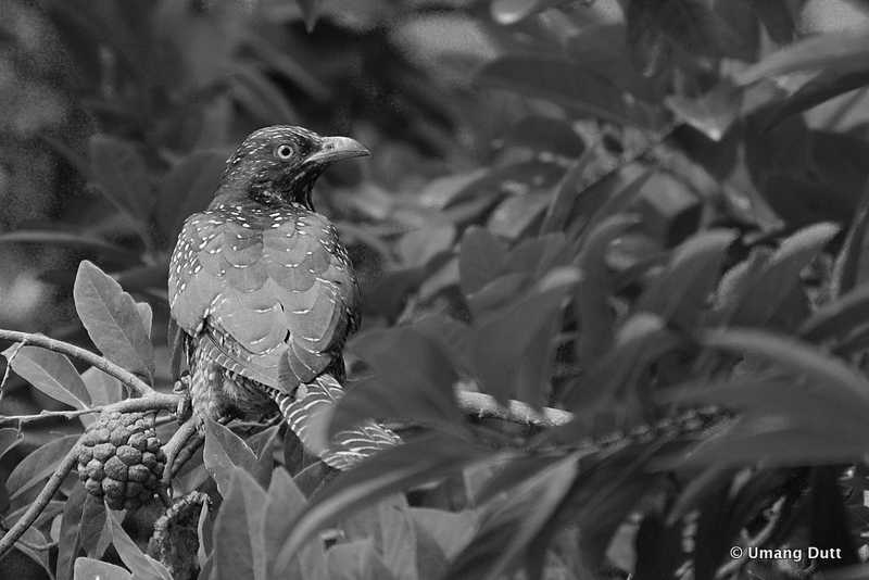 Black And White : Asian Koyal - Female