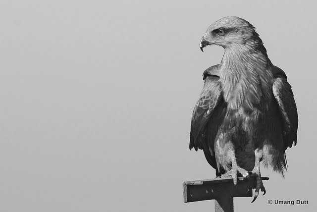 Black And White : Black Kite (Milvus Migrans)